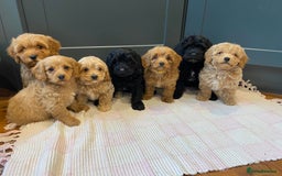 Cavapoochon dogs for sale: Gorgeous litter of Cavapoochon  - Image 1