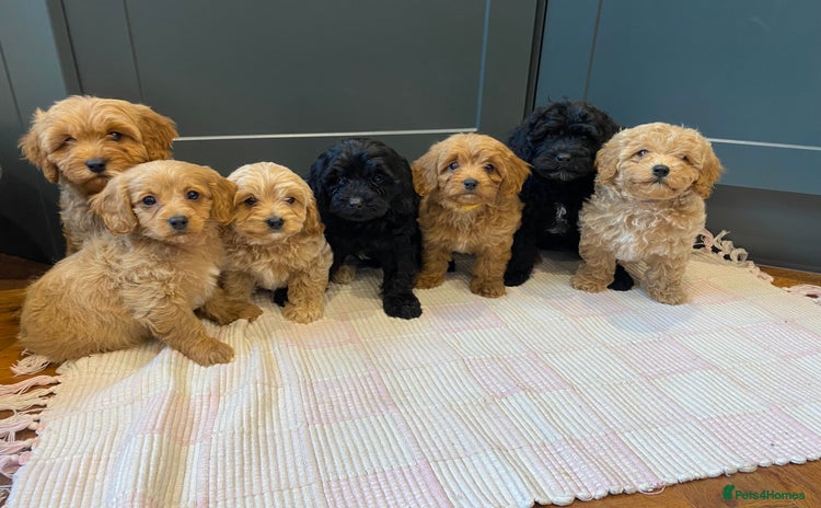 Cavapoochon dogs - Advert 10