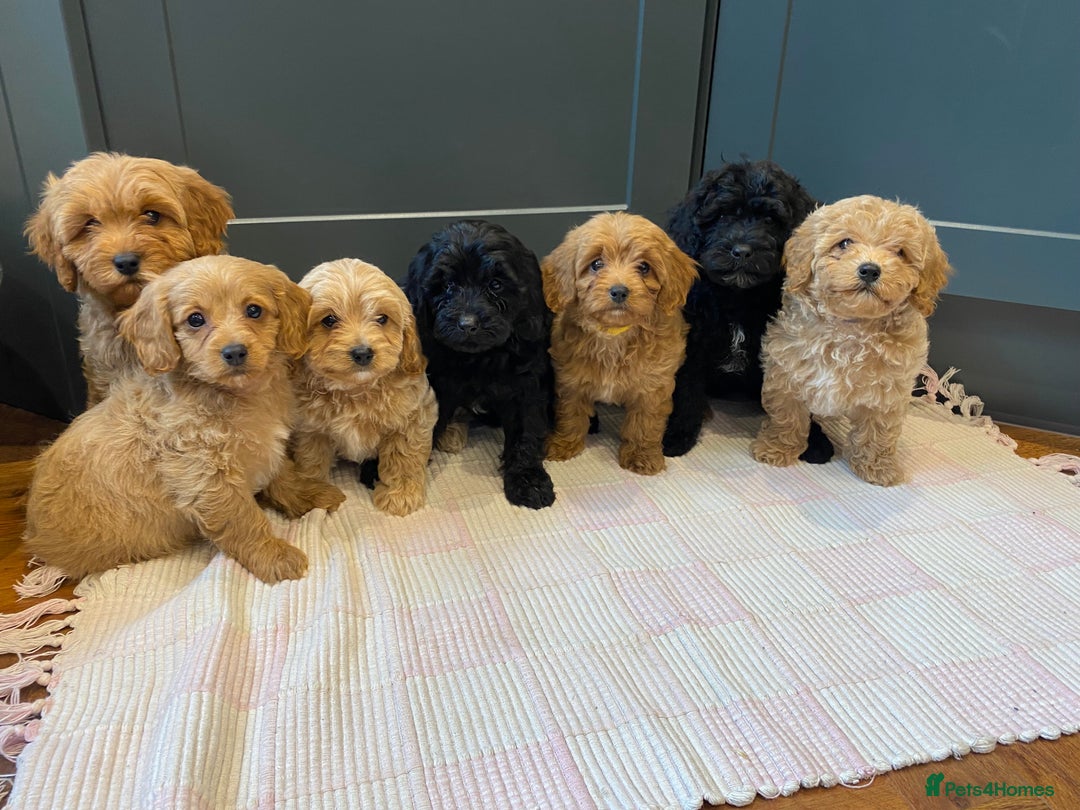 Cavapoochon dogs for sale: Gorgeous litter of Cavapoochon  - Image 1