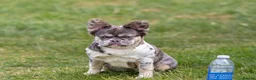 French Bulldog dogs for sale: STUNNING FLUFFY FRENCH BULLDOGS  in Cambridge - Advert 10