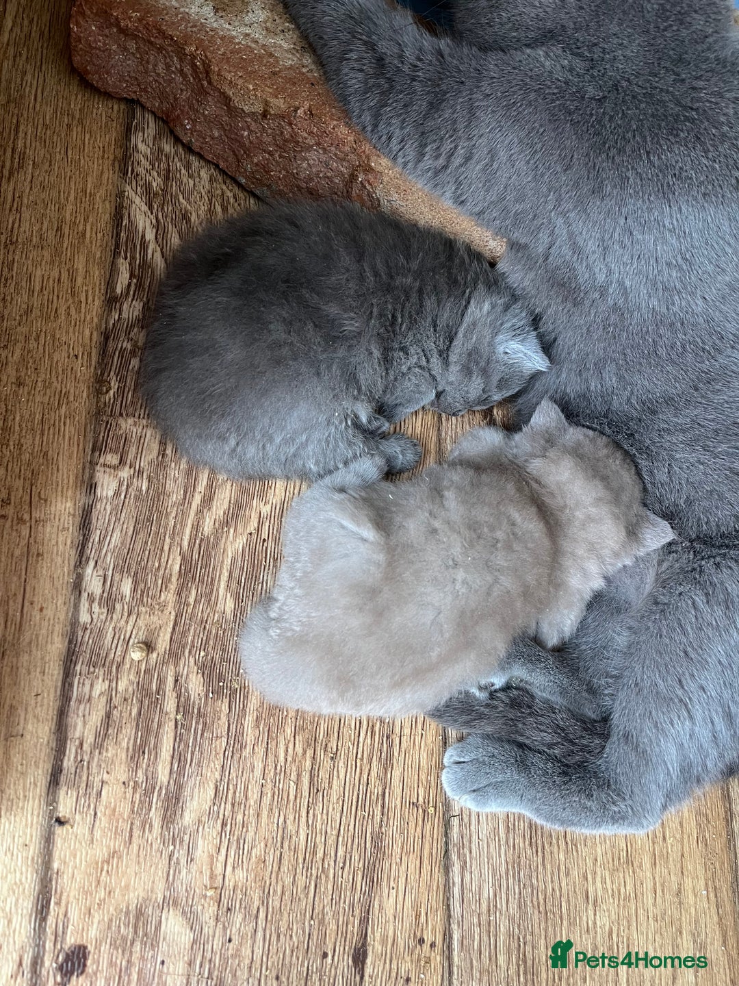 British Shorthair cats for sale: British shorthair  - Image 10