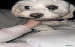 Mixed Breed dogs for sale: Loving dog Winter looking for her forever home - Image 20