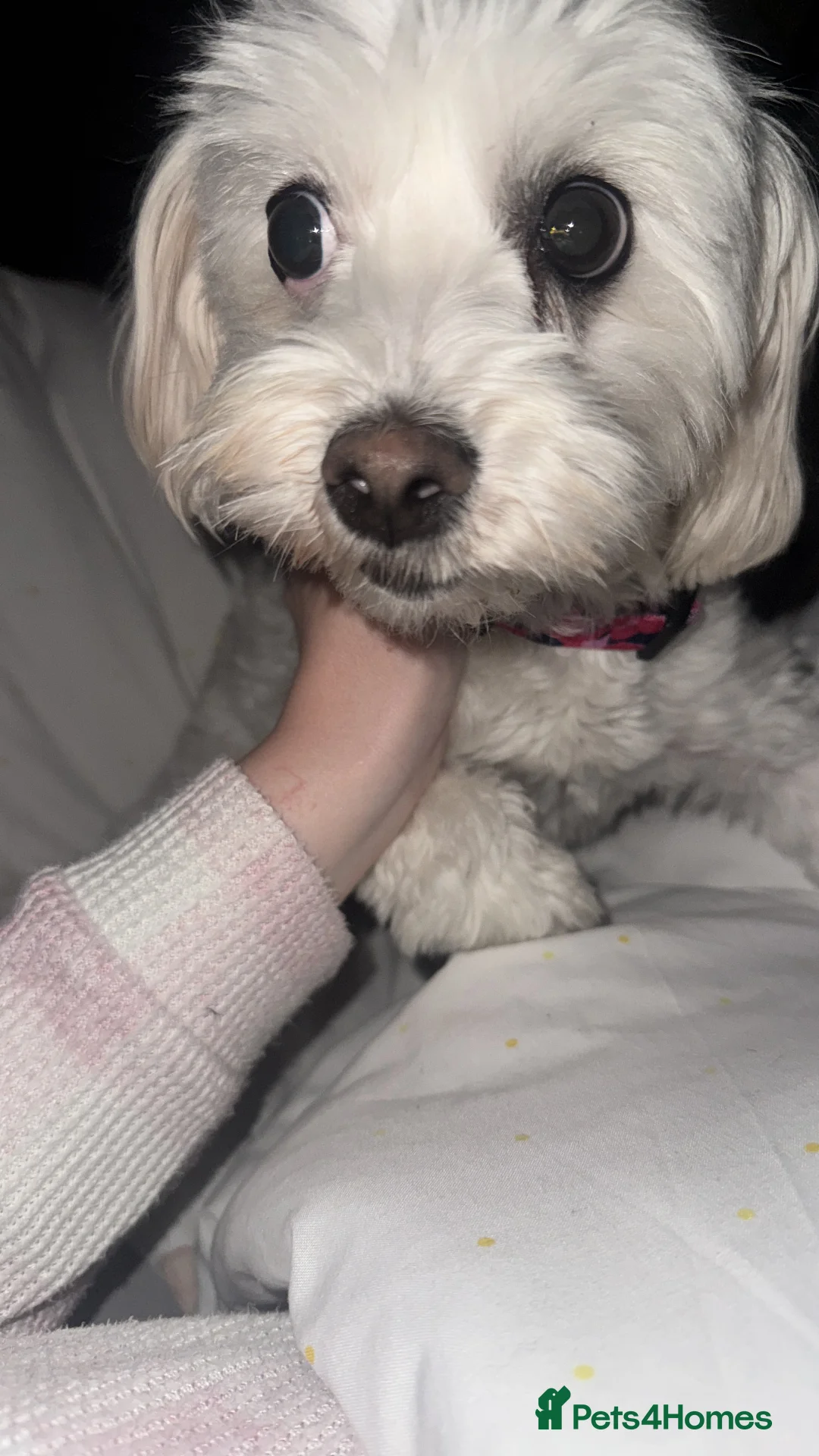 Mixed Breed dogs for sale: Loving dog Winter looking for her forever home - Advert 20