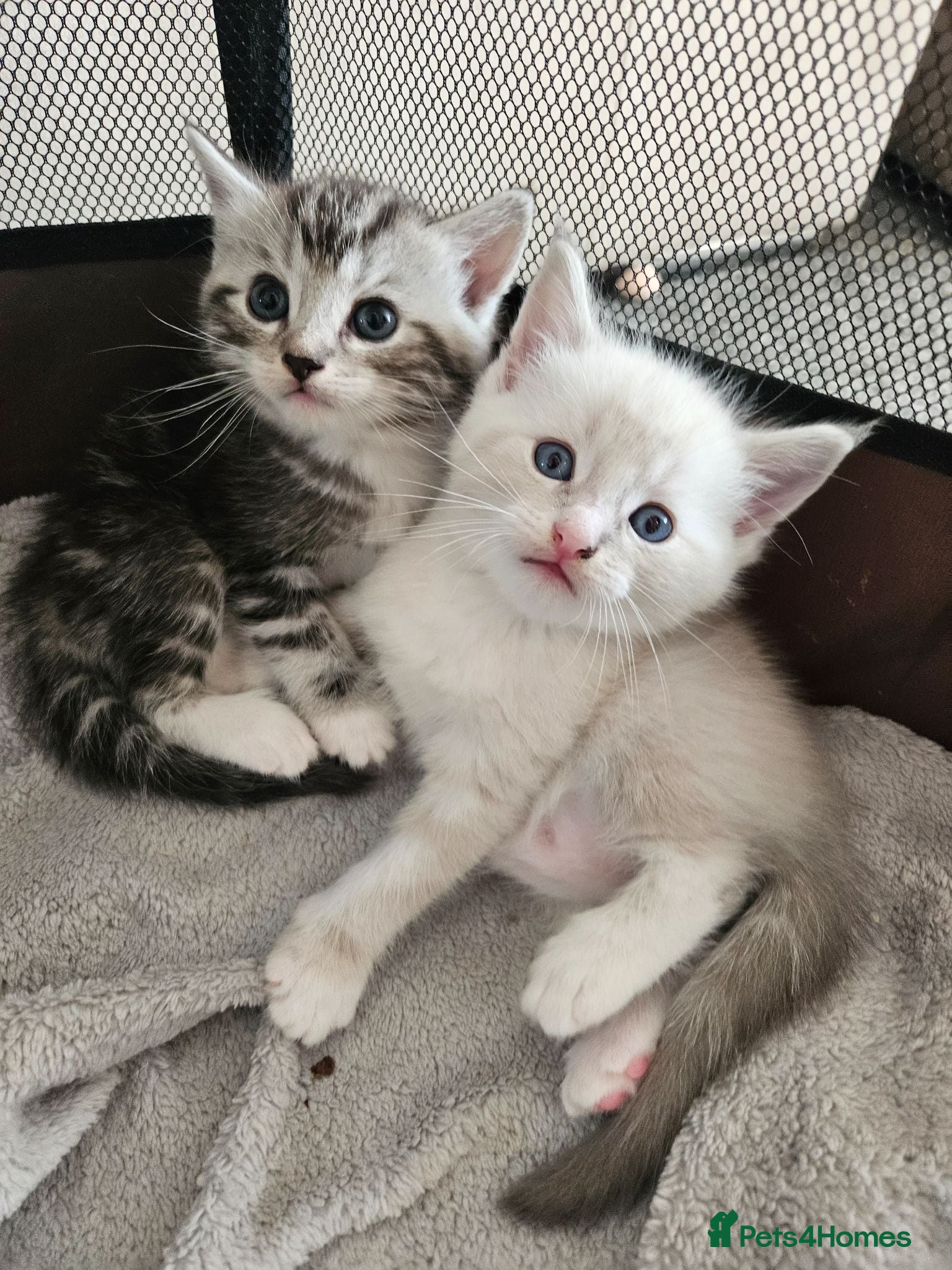 Ragdoll cats 4 sweet Ragdolls, 3 girls🩷 and 1 boy🩵 - Advert 1