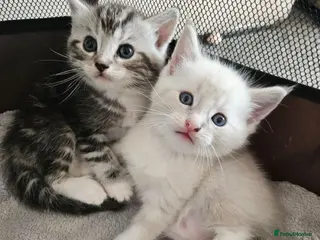 Ragdoll cats 4 sweet Ragdolls, 3 girls🩷 and 1 boy🩵 - Advert 1