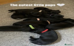 Labrador Retriever dogs for sale: **STUNNING KC LABRADOR PUPPIES**  - Image 4