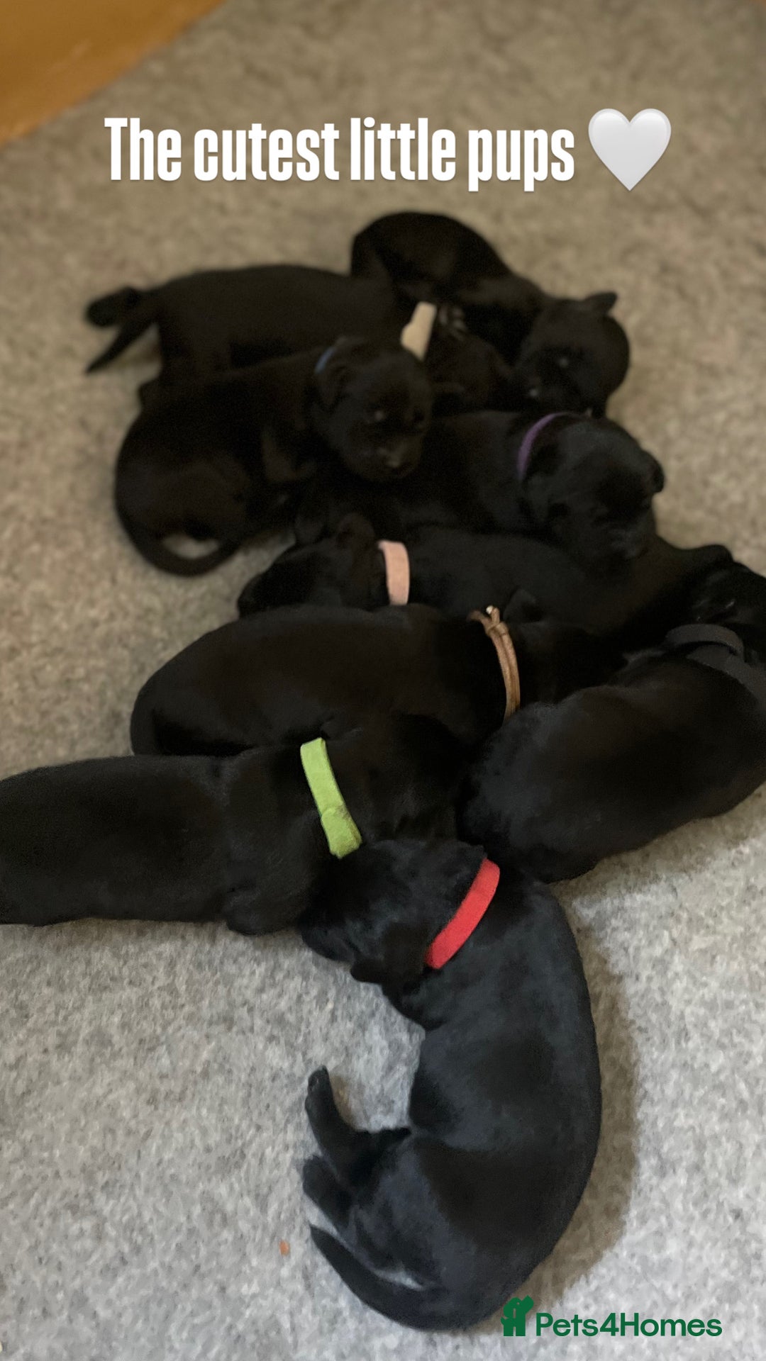 Labrador Retriever dogs for sale: **STUNNING KC LABRADOR PUPPIES**  - Image 4