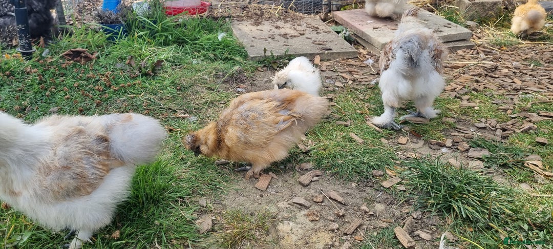Chickens poultry for sale: Bearded Silkie (8-10 weeks) - Image 5