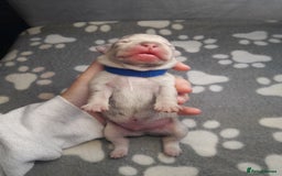 French Bulldog dogs for sale: Pedagree & KC papered merl carrying French bulldog - Image 16