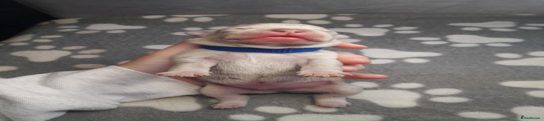 French Bulldog Puppy 8