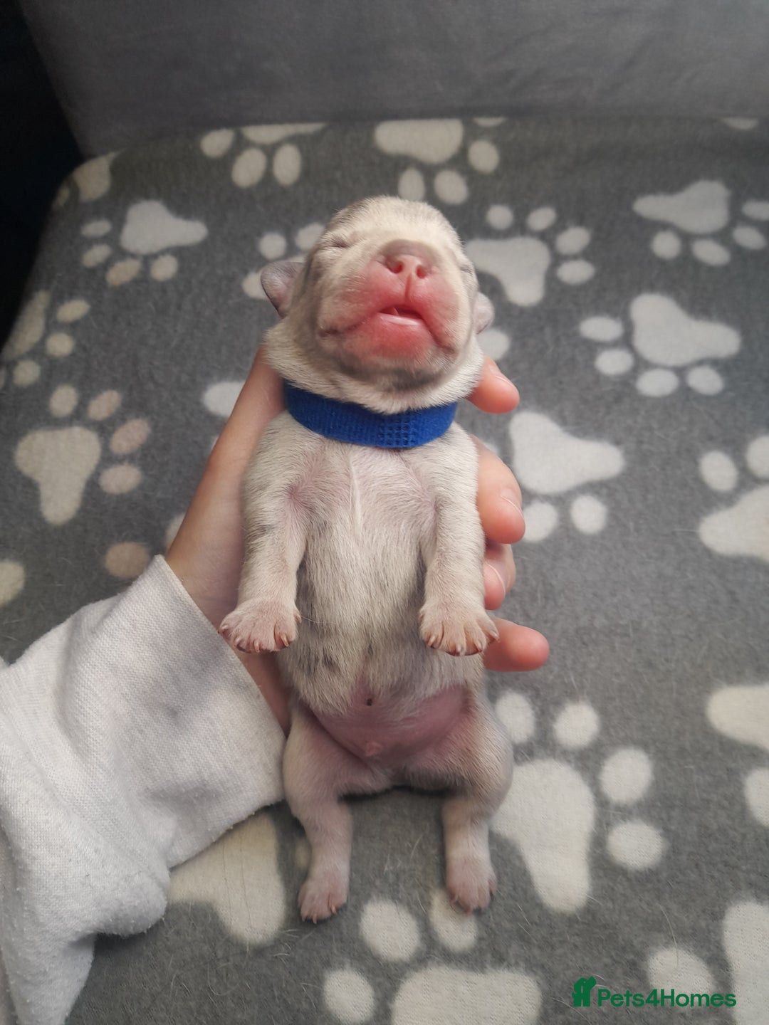 French Bulldog dogs for sale: Pedagree & KC papered merl carrying French bulldog - Image 16