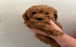 Cockapoo dogs for sale: Fluffy F1 puppies ready 27-09  - Image 15