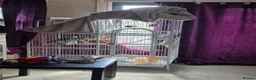 Parrots birds for sale: Amazon parrot 🦜  in Retford - Advert 4