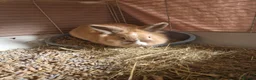 Mixed Breed rabbits for sale: 2 x lion head rabbits FREE - Advert 2