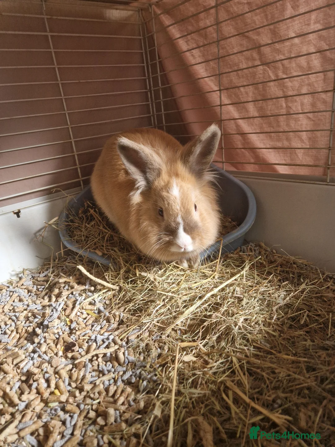 Mixed Breed rabbits for sale: 2 x lion head rabbits FREE - Advert 2