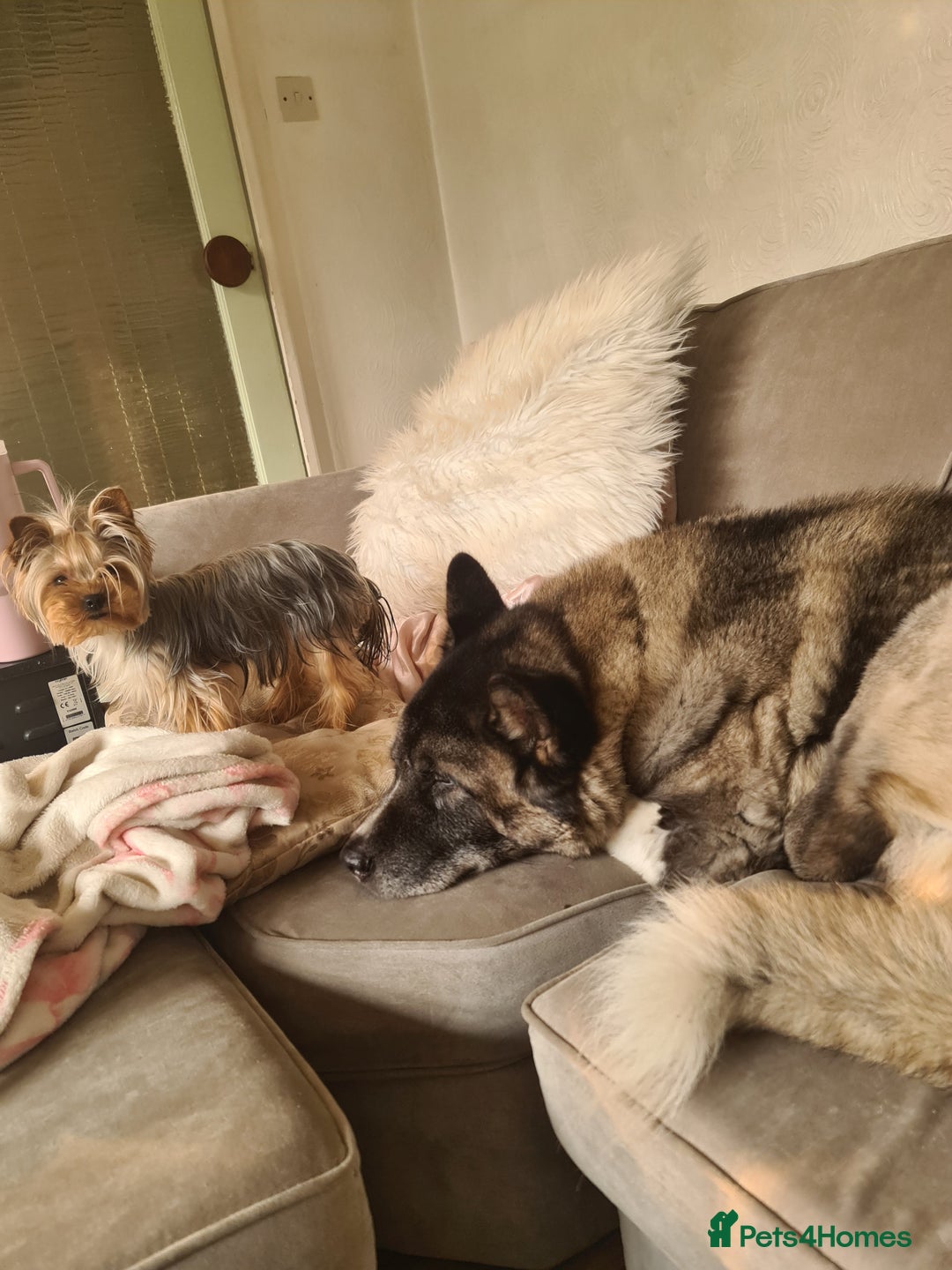 Yorkshire Terrier dogs for sale: Last female Yorkshire Terrier puppy left - Image 16