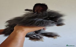 Angora rabbits for sale: Stunning Luxury Angora Rabbits - Image 4