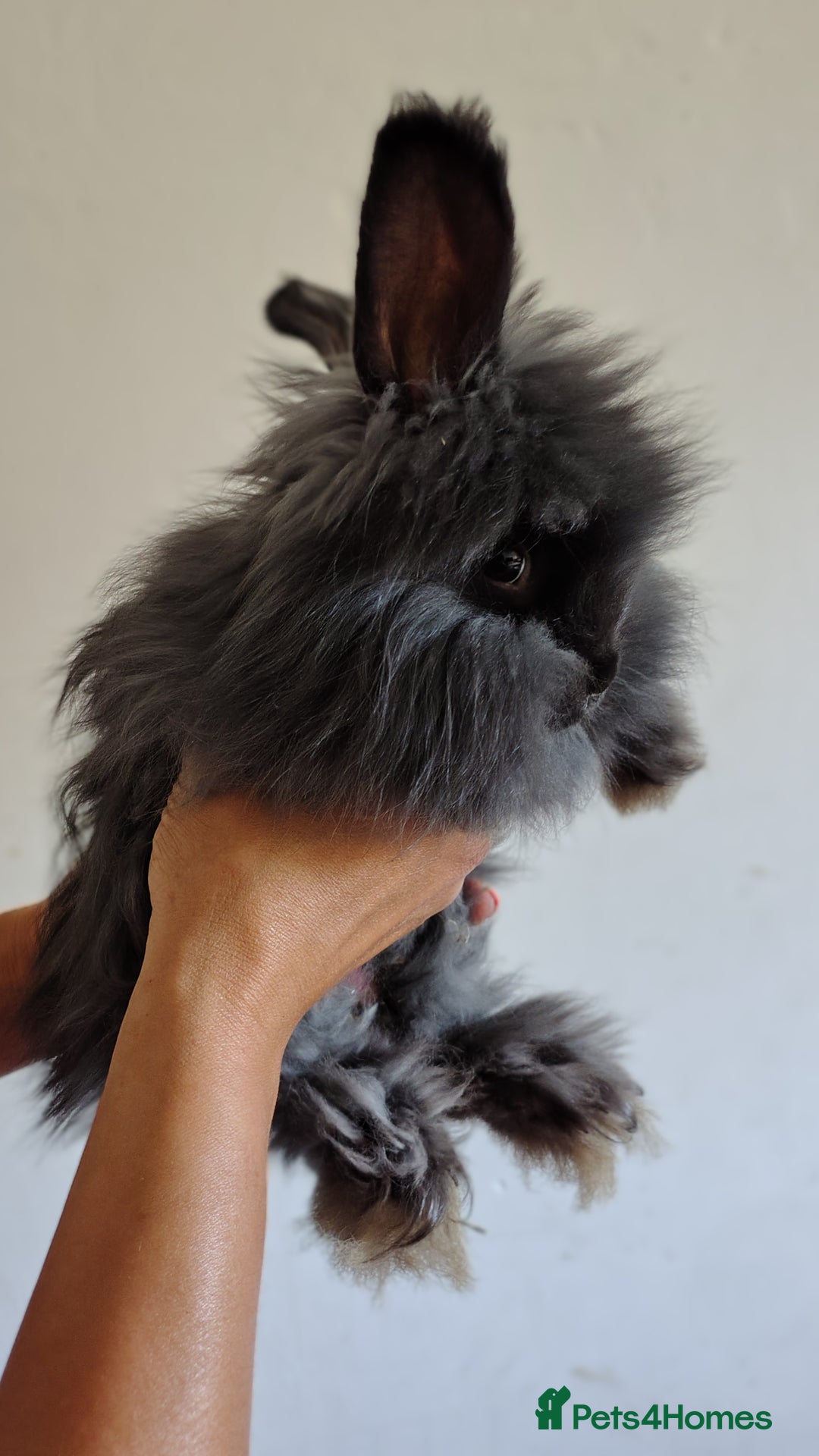 Angora rabbits for sale: Stunning Luxury Angora Rabbits - Image 4