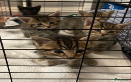 Bengal cats for sale: Litter of five stunning bengal/tabby mix kittens  - Image 11