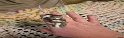 Mouse rodents for sale: 3 Cute Female Baby Fancy Mice - Advert 1