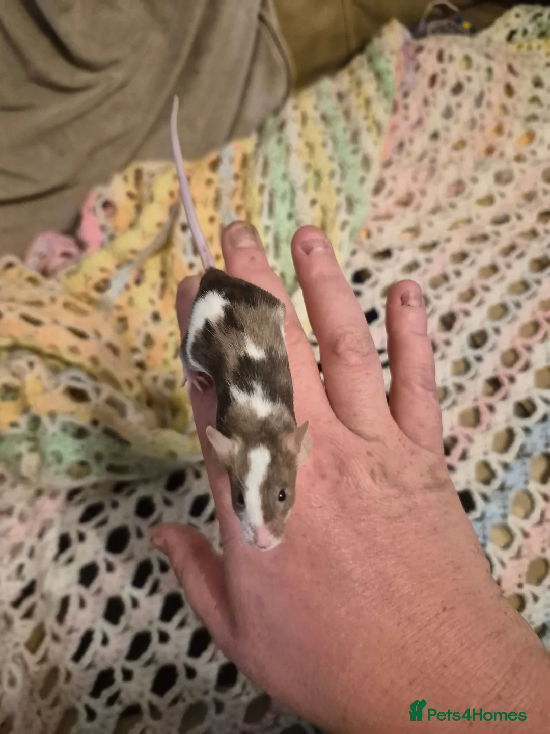 Mouse rodents for sale: 3 Cute Female Baby Fancy Mice - Advert 1
