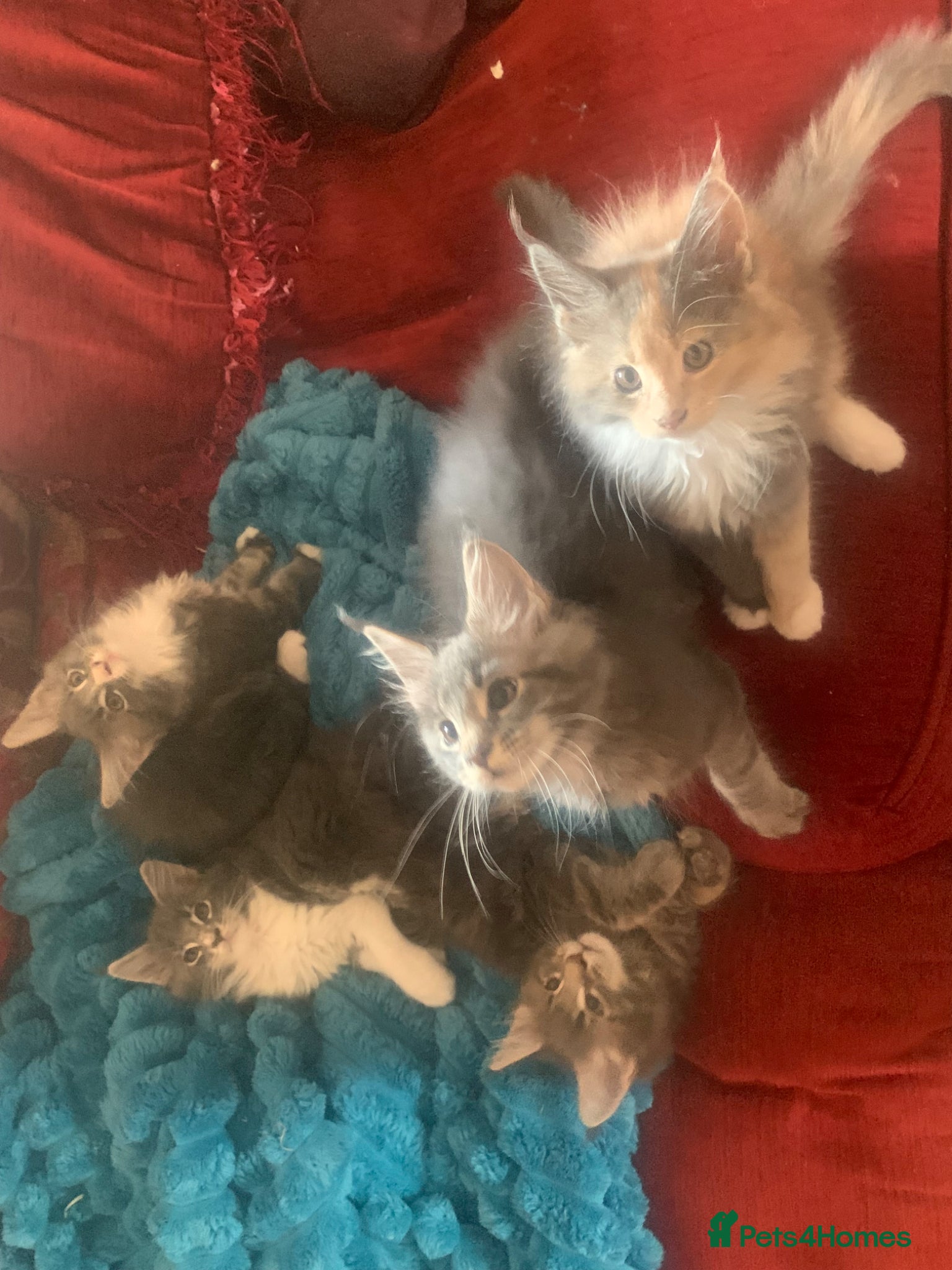 Maine Coon cats Maine coon kittens - Advert 3