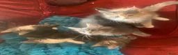 Maine Coon cats for sale: Maine coon kittens in London - Advert 1