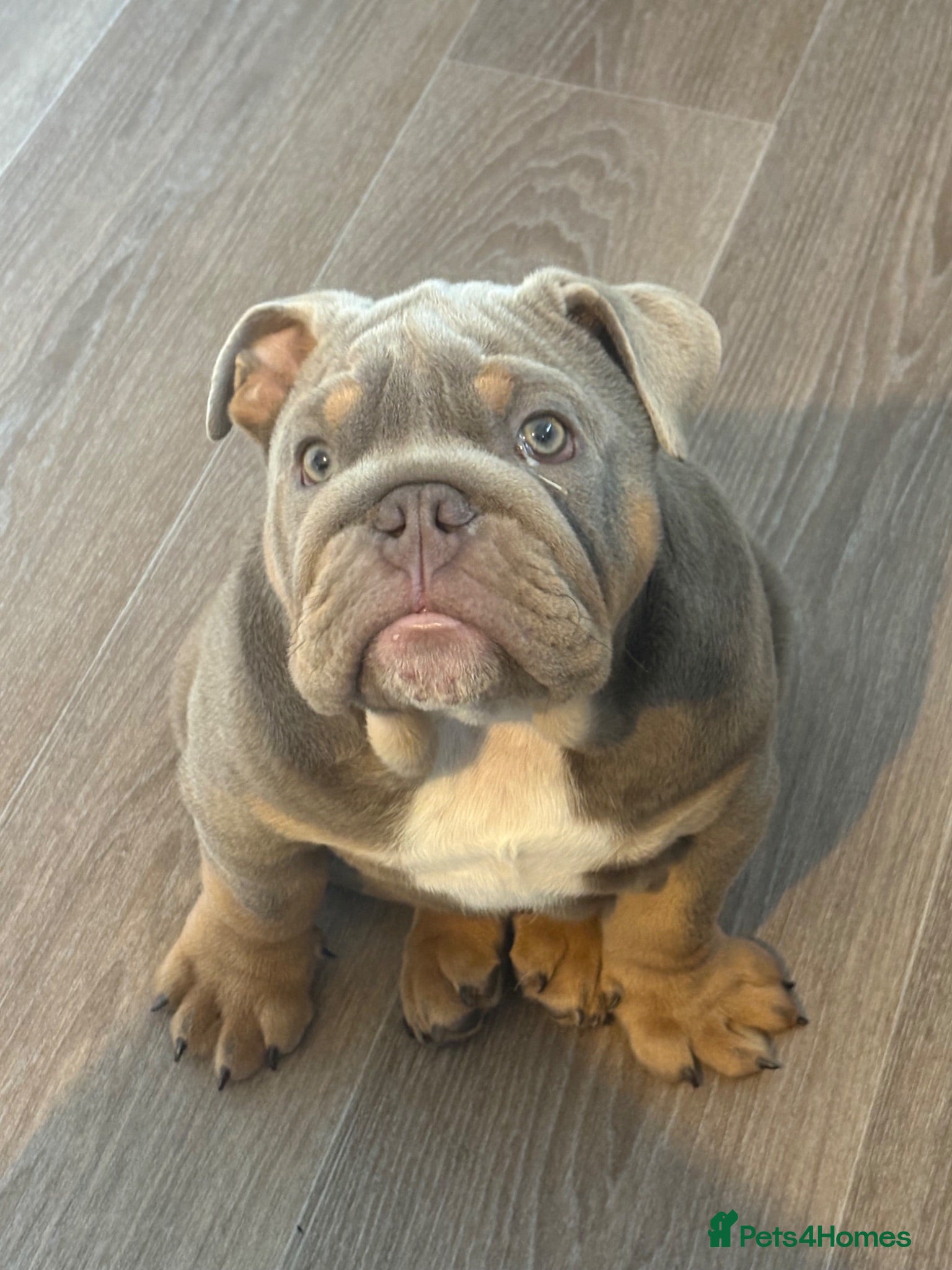 English Bulldog dogs Blue English bulldog  - Advert 1