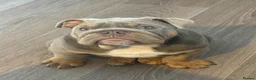English Bulldog dogs for sale: Blue English bulldog  in Bristol - Advert 1