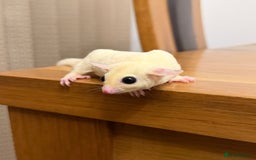 Sugar Glider rodents for sale:  2 Female Sugar Gliders – 5 Months Old (Tame) - Image 4