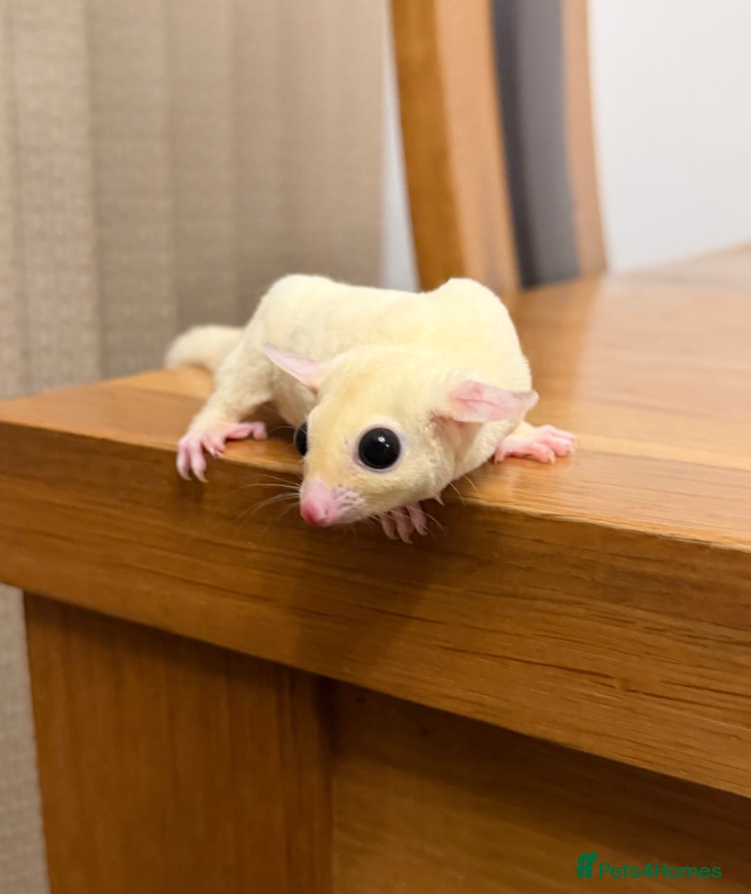 Sugar Glider rodents for sale:  2 Female Sugar Gliders – 5 Months Old (Tame) - Image 4