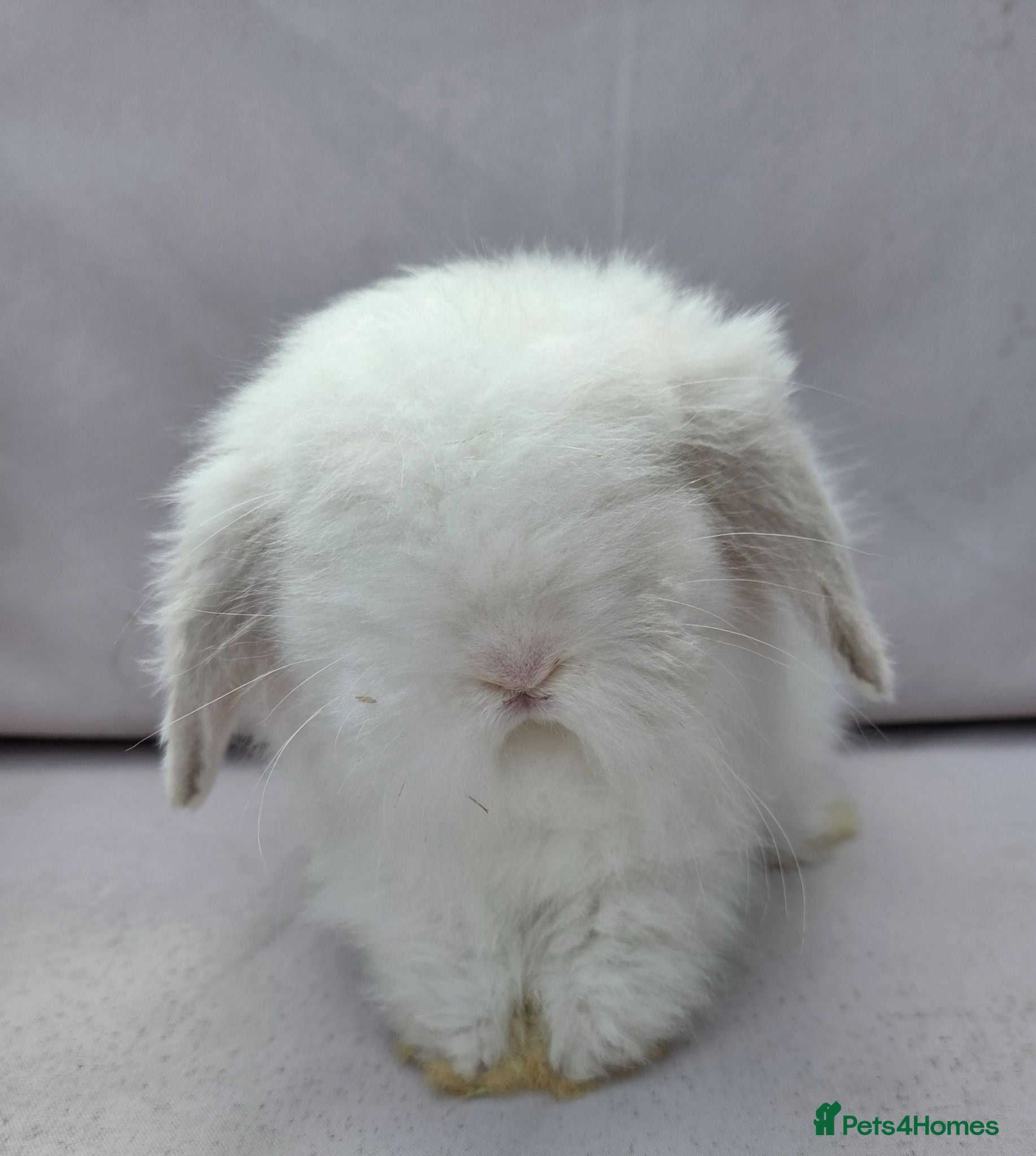 Angora rabbits Teddywidders ready to go now  - Advert 4