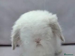 Angora rabbits Teddywidders ready to go now - Advert 4