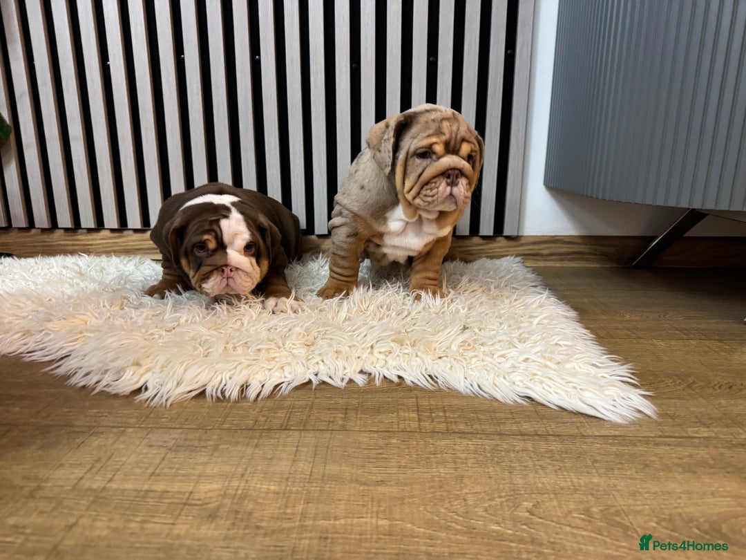 English Bulldog dogs for sale: Our girls looking for a warm sofa and full love ❤️ - Advert 2