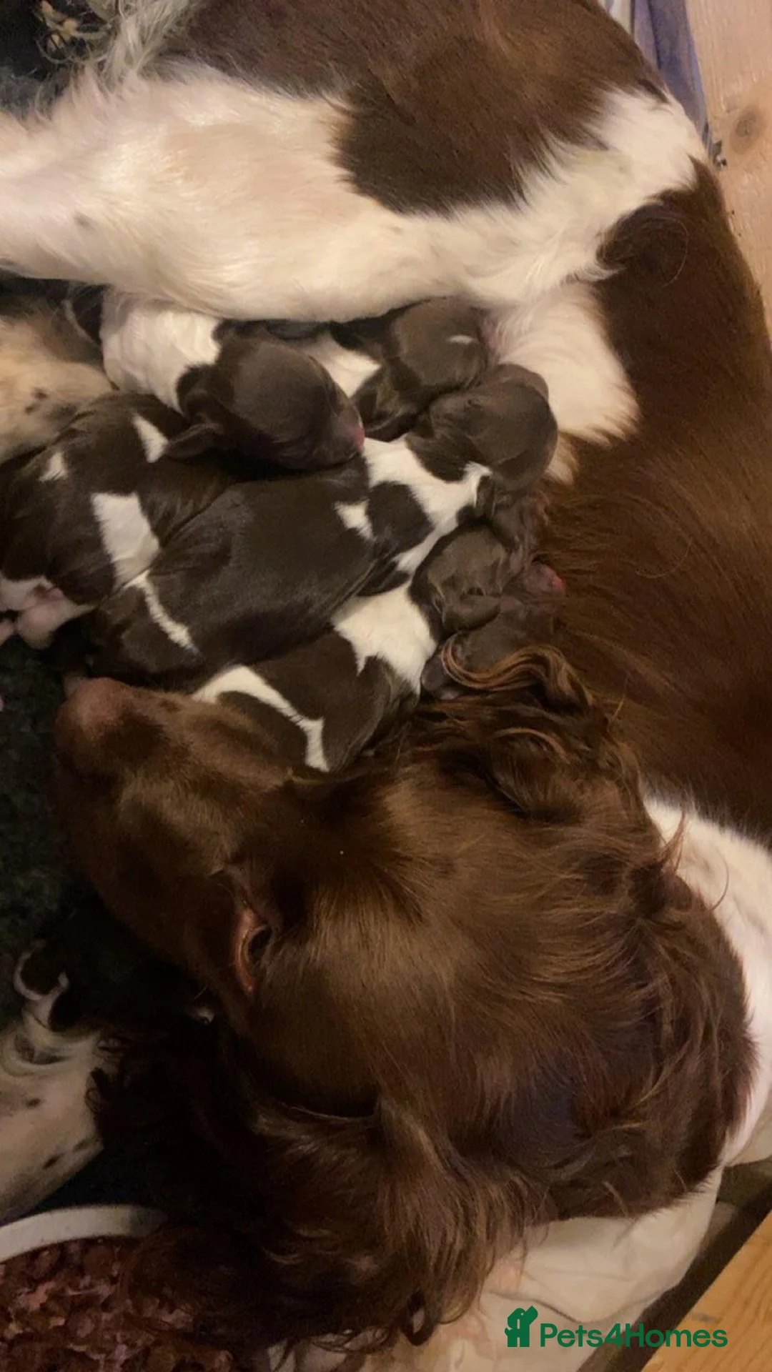 English Springer Spaniel dogs for stud: English Springer Spaniel Stud  in Derby - Advert 30