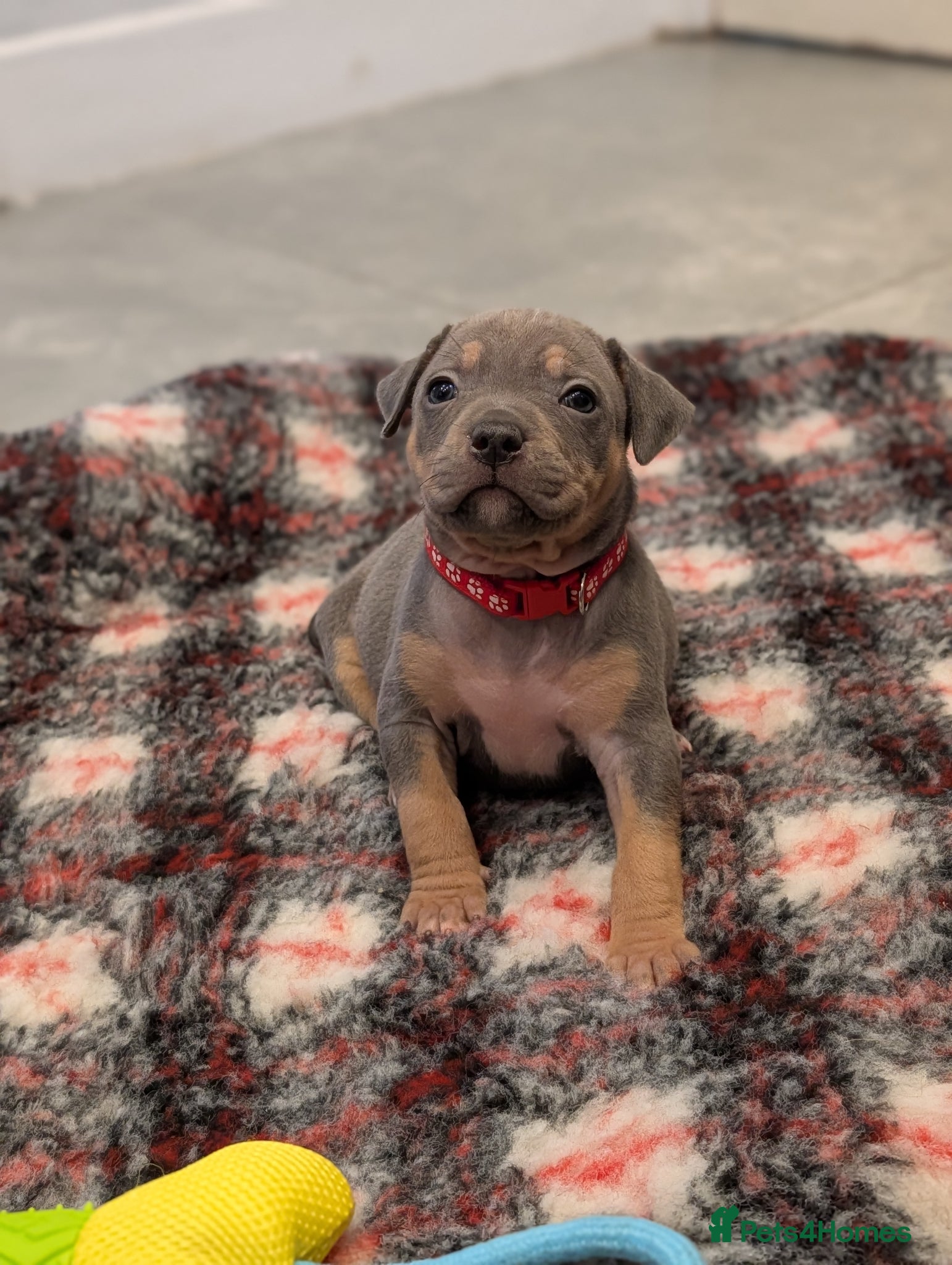 Staffordshire Bull Terrier dogs Blue Staffordshire Bull terriers staffy - Advert 1