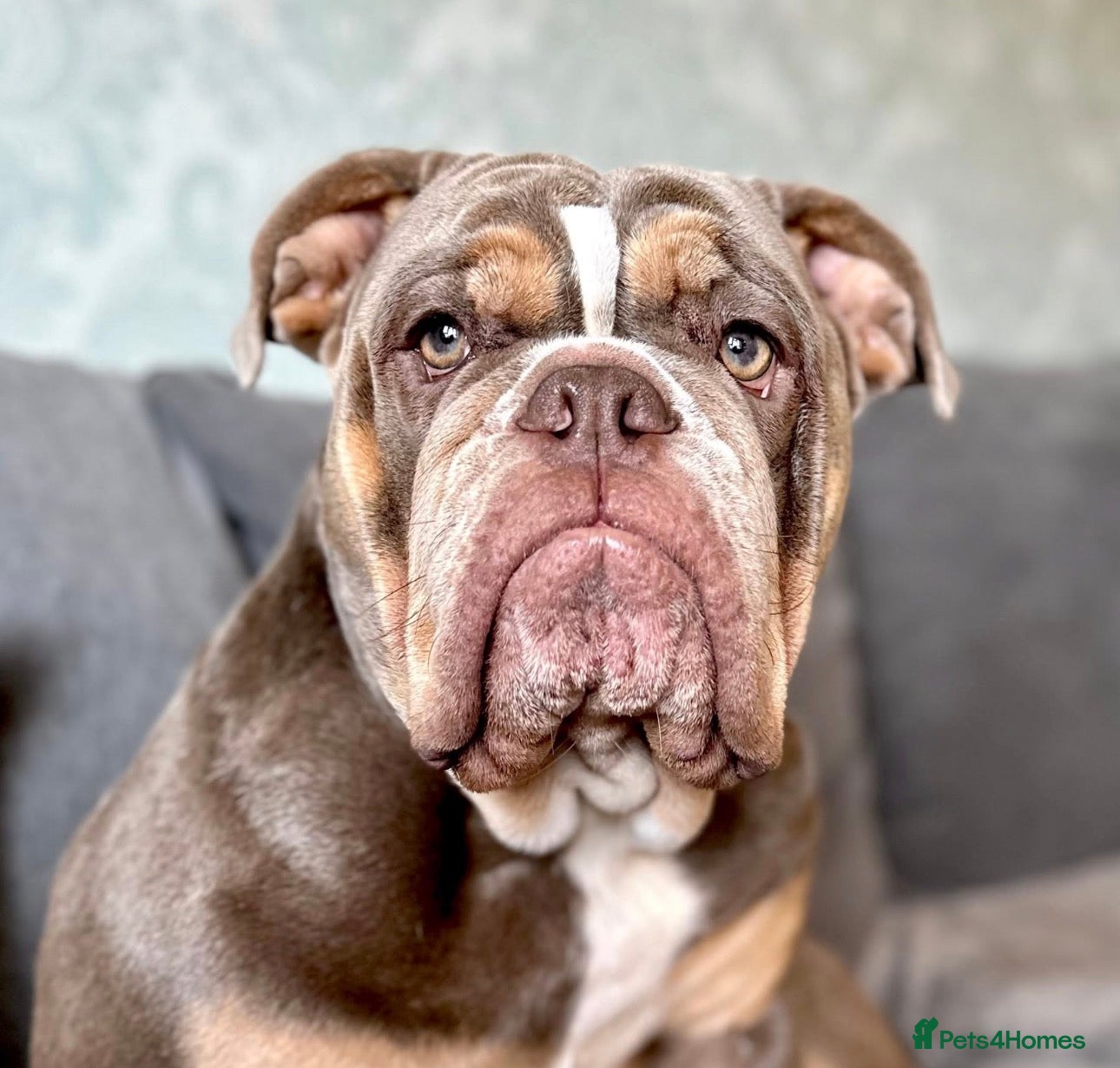 Mixed Breed dogs Exotic bullies - English bulldog x American bully - Advert 1