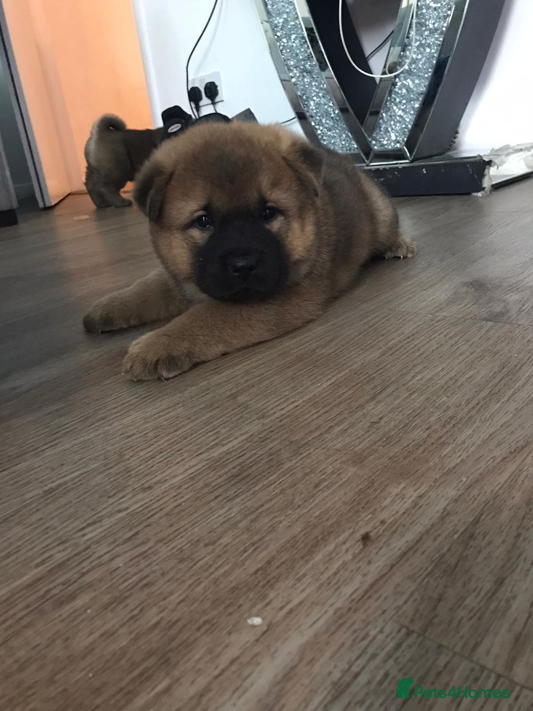 Mixed Breed dogs for sale: Akita x chow chow  - Image 2