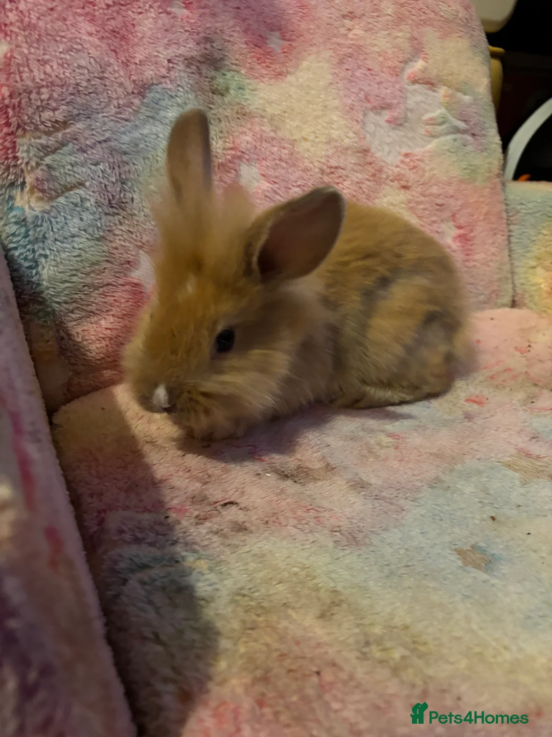 Mixed Breed rabbits for sale: Lionhead/rex rabbits for sale need gone asap in Salisbury - Advert 5