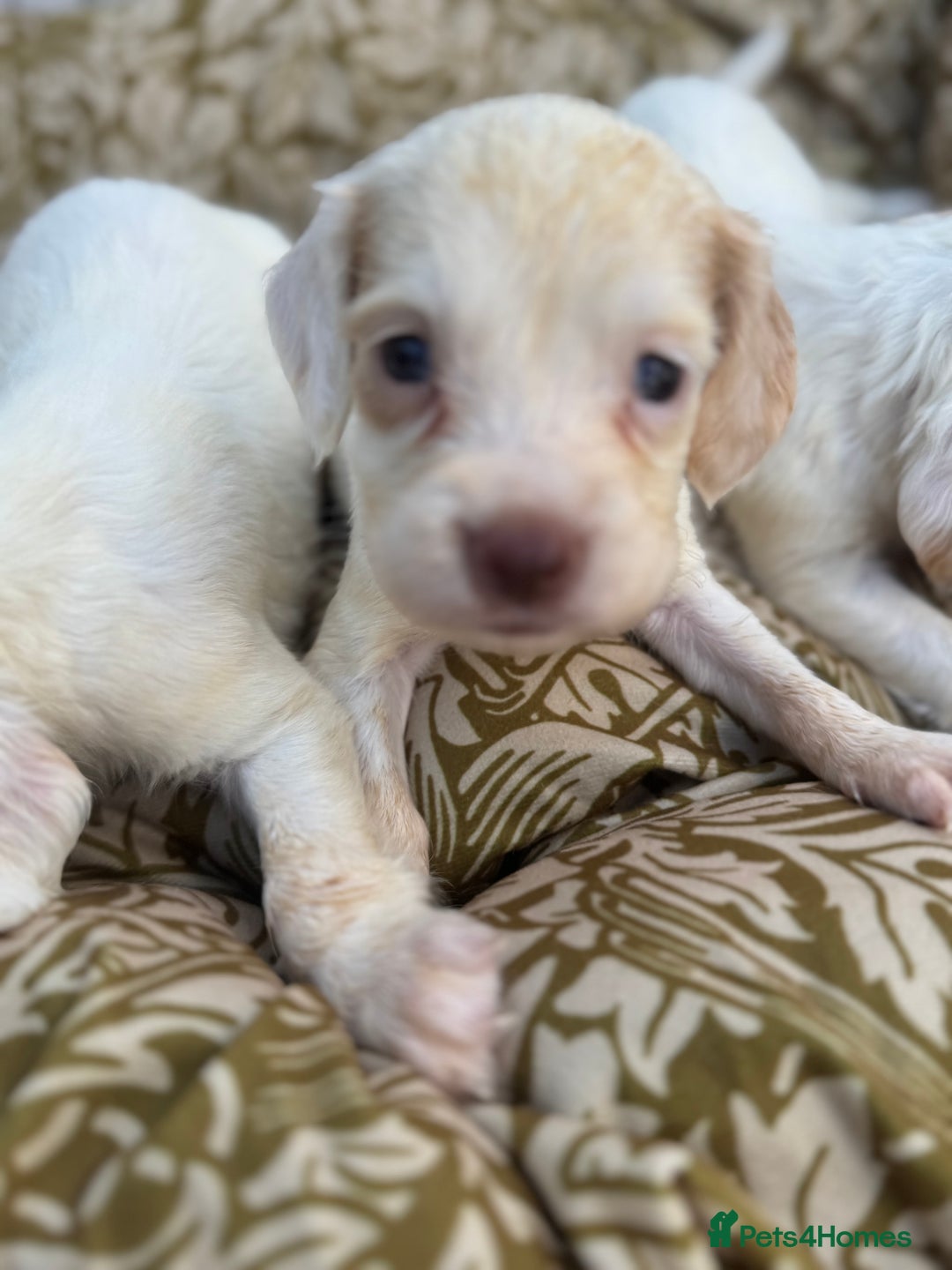Cocker Spaniel dogs for sale: One male, four girl cocker spaniels - Image 5