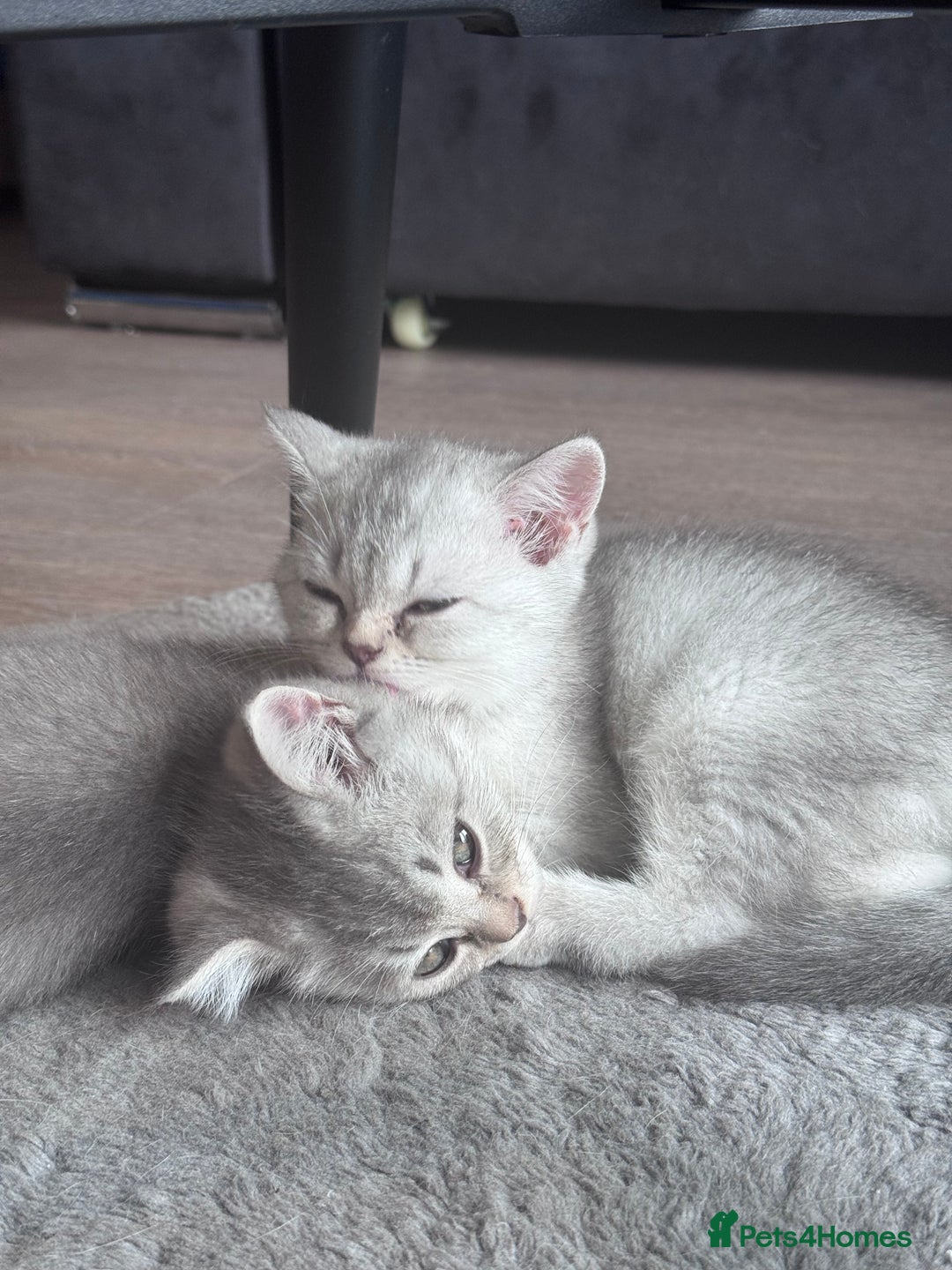 British Shorthair cats for sale: Reduced price! 1 BSH pedigree ready to leave now - Image 17