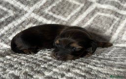 Miniature Dachshund dogs for sale: Beautiful Miniature Dachshunds  - Image 4