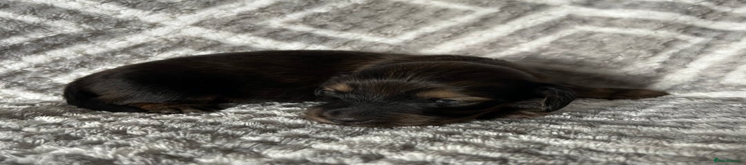 Miniature Dachshund Puppy 2