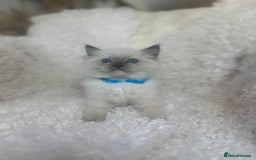 Ragdoll cats for sale: Beautiful Ragdoll Kittens - Read for Loving homes - Image 1