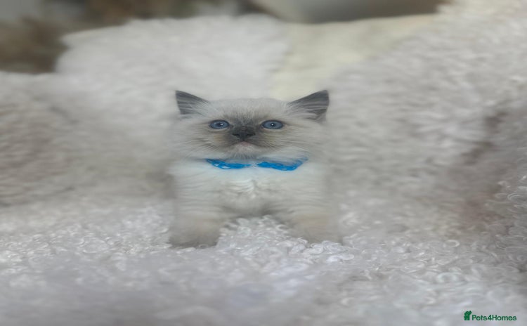 Ragdoll cats - Advert 9
