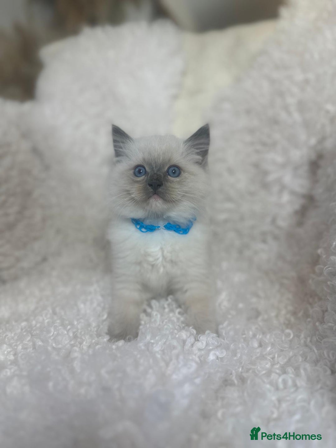 Ragdoll cats for sale: Beautiful Ragdoll Kittens - Read for Loving homes - Image 1
