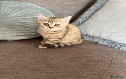 British Shorthair cats for sale: British Shorthair Kittens  - Image 6