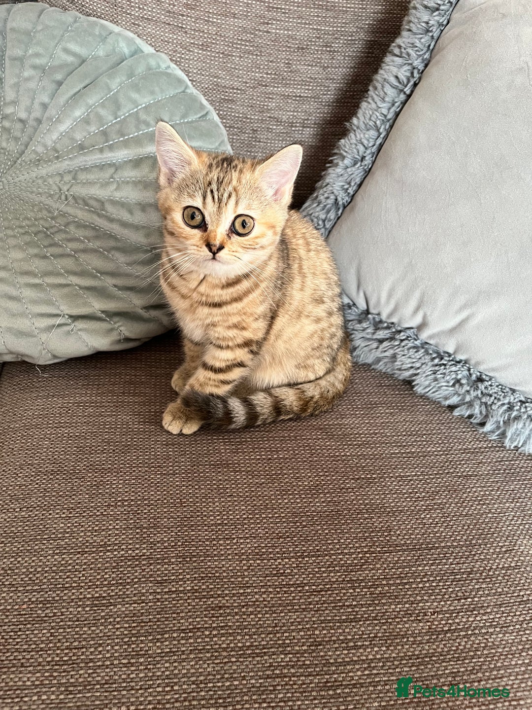 British Shorthair cats for sale: British Shorthair Kittens  - Image 6