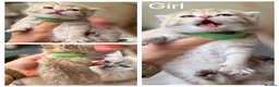 British Shorthair cats for sale: Adorable TICA British Shorthair kittens  - Advert 7