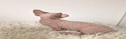Sphynx cats for sale: Full pedigree sphynx kittens  - Advert 3